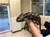 adoptable Lizard in naples, FL named C7