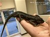 adoptable Lizard in naples, FL named C8