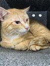 adoptable Cat in naples, FL named ZION