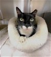 adoptable Cat in naples, FL named JAMIE