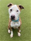 adoptable Dog in naples, FL named BROLY