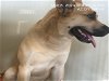 adoptable Dog in naples, FL named ATTICUS