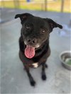 adoptable Dog in naples, FL named KYAH