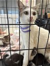 adoptable Cat in naples, FL named A287597