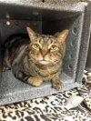 adoptable Cat in naples, FL named CLYDE