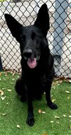adoptable Dog in naples, FL named ARTEMIS