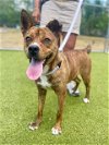 adoptable Dog in  named PIPPA