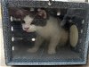 adoptable Cat in naples, FL named SUNDAY