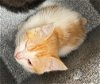 adoptable Cat in naples, FL named FELICITY