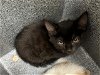 adoptable Cat in naples, FL named FELIX