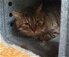 adoptable Cat in naples, FL named BEAR