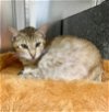 adoptable Cat in naples, FL named ATHENA