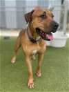 adoptable Dog in naples, FL named AVA
