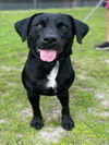 adoptable Dog in Naples, FL named SHREK