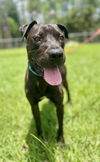 adoptable Dog in Naples, FL named ROLO