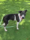 adoptable Dog in Naples, FL named BELLA