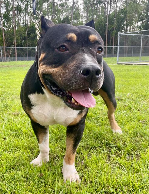 adoptable Dog in Naples, FL named TANK