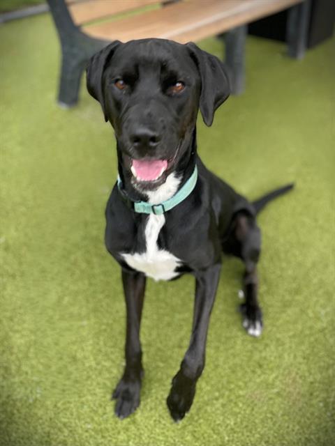 adoptable Dog in Naples, FL named HAMILTON