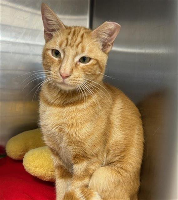 adoptable Cat in Naples, FL named JOHNSON