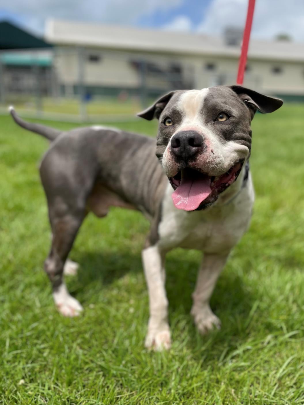 adoptable Dog in Naples, FL named GLENN