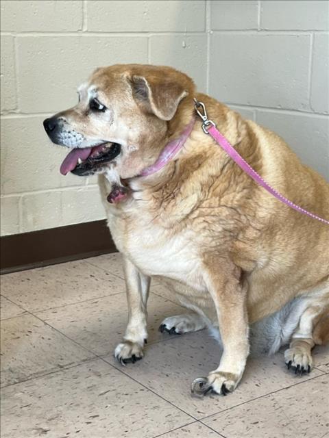 adoptable Dog in Naples, FL named ROXY