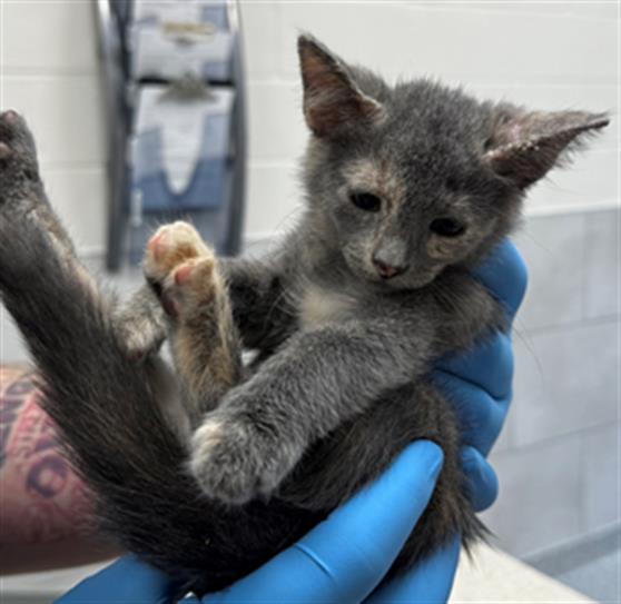 adoptable Cat in Naples, FL named PAISLEY