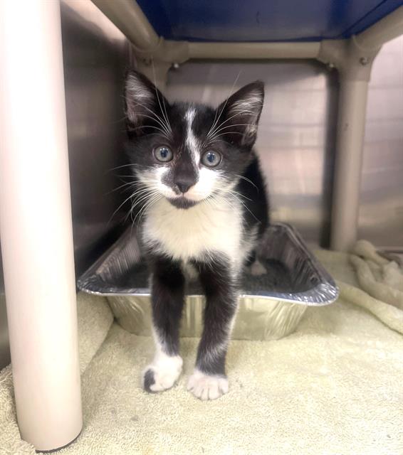 adoptable Cat in Naples, FL named BARRY