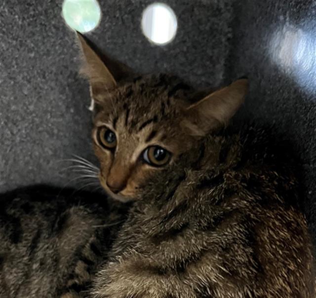 adoptable Cat in Naples, FL named JUDY