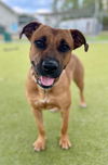 adoptable Dog in Naples, FL named MADDIE