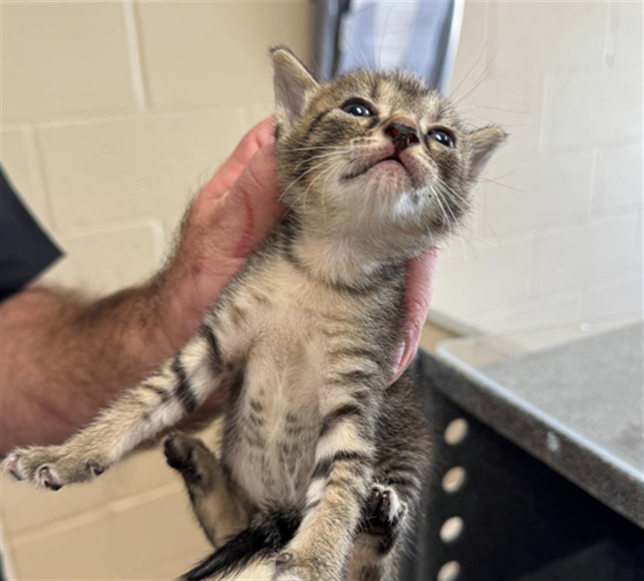 adoptable Cat in Naples, FL named GRACIE