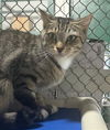 adoptable Cat in Naples, FL named LAUREN