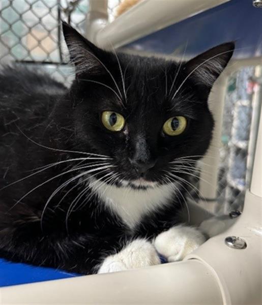 adoptable Cat in Naples, FL named WYNONNA