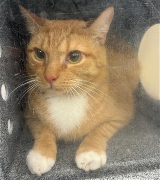 adoptable Cat in Naples, FL named ANDREW