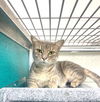 adoptable Cat in Naples, FL named TAMMY