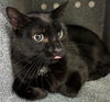 adoptable Cat in Naples, FL named PANTHER