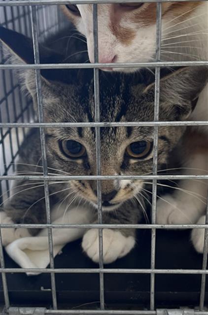 adoptable Cat in Naples, FL named GOUDA