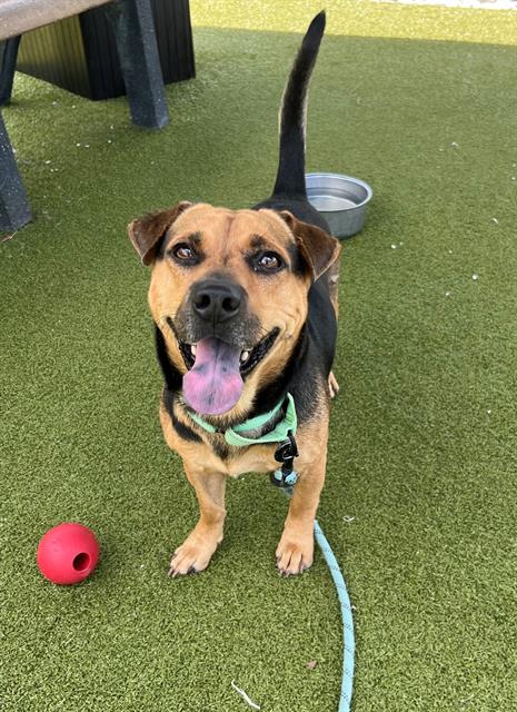 adoptable Dog in Naples, FL named PEPPER