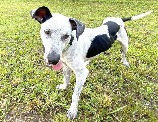 adoptable Dog in Naples, FL named SPARKY