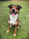 adoptable Dog in Naples, FL named RAY