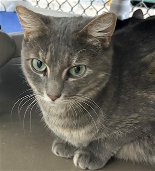 adoptable Cat in Naples, FL named AMBER