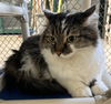 adoptable Cat in Naples, FL named RHONDA