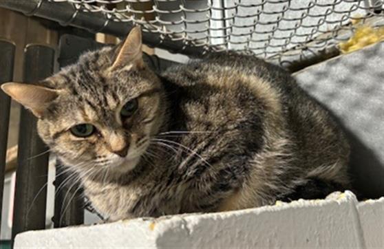 adoptable Cat in Naples, FL named HEIDI