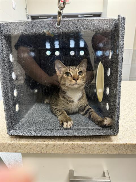 adoptable Cat in Naples, FL named WHOPPER