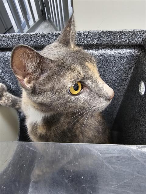 adoptable Cat in Naples, FL named AHSOKA