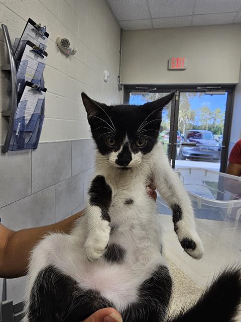 adoptable Cat in Naples, FL named TRICK