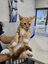 adoptable Cat in , FL named PUMPKIN