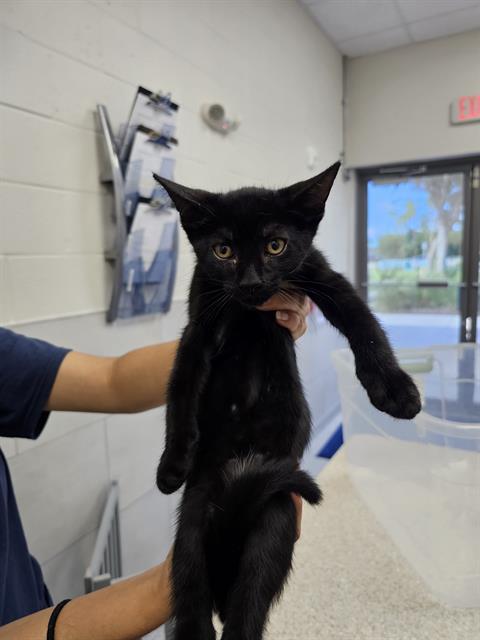 adoptable Cat in Naples, FL named CAULDRON