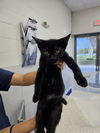 adoptable Cat in Naples, FL named CAULDRON