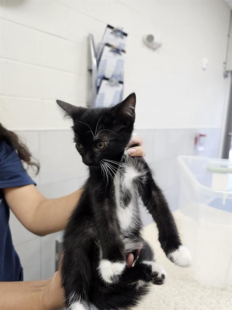 adoptable Cat in Naples, FL named TREAT