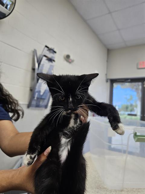 adoptable Cat in Naples, FL named MISCHIEF